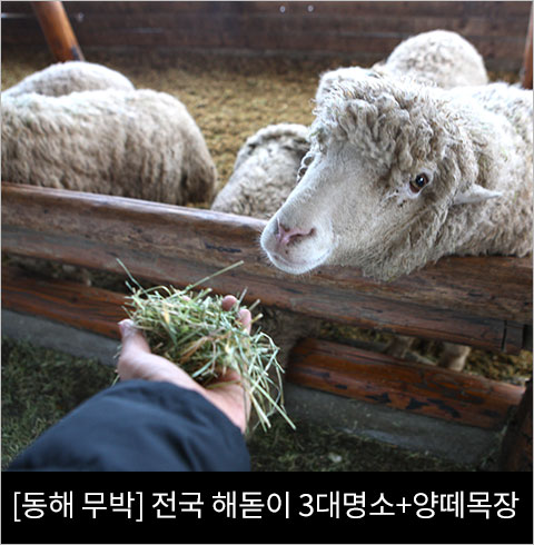 [서울/경기출발] 전국 해돋이 3대명소(정동진,촛대바위,낙산사)+대관령 양떼목장