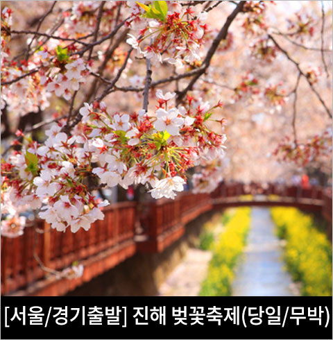 [서울/경기출발] 황홀한 꽃비 흩날리는 진해 벚꽃축제(당일,무박2일)