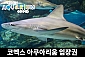 서울 코엑스 아쿠아리움 주말/주중/대인/소인 공용권