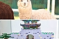 J1카트클럽 알파카먹이주기체험+브릭캠퍼스